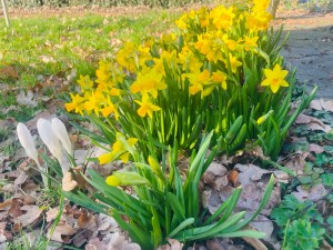 Vertrouwen als bloemen in het veld