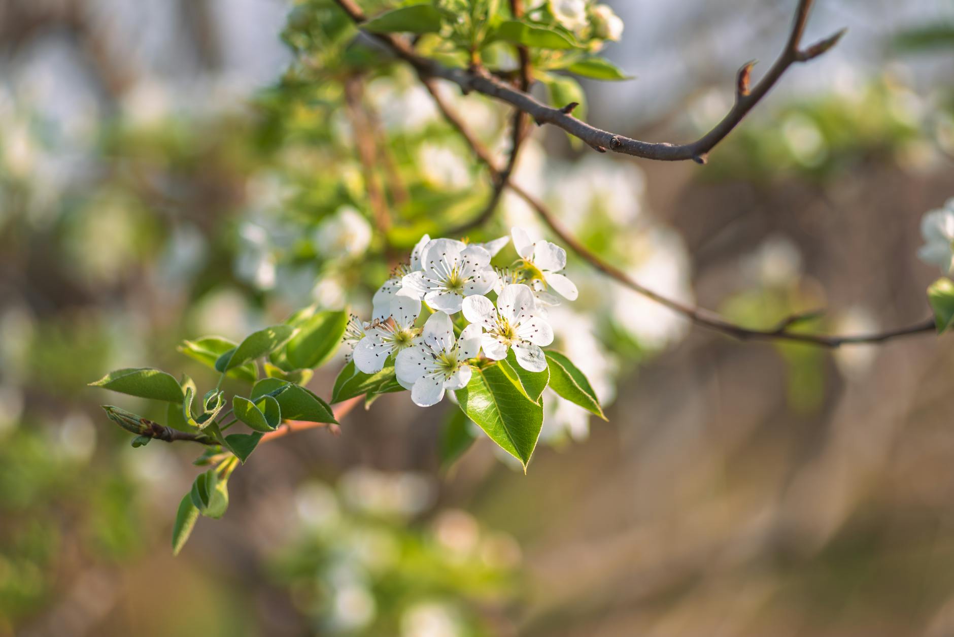 white blossoming branch in spring