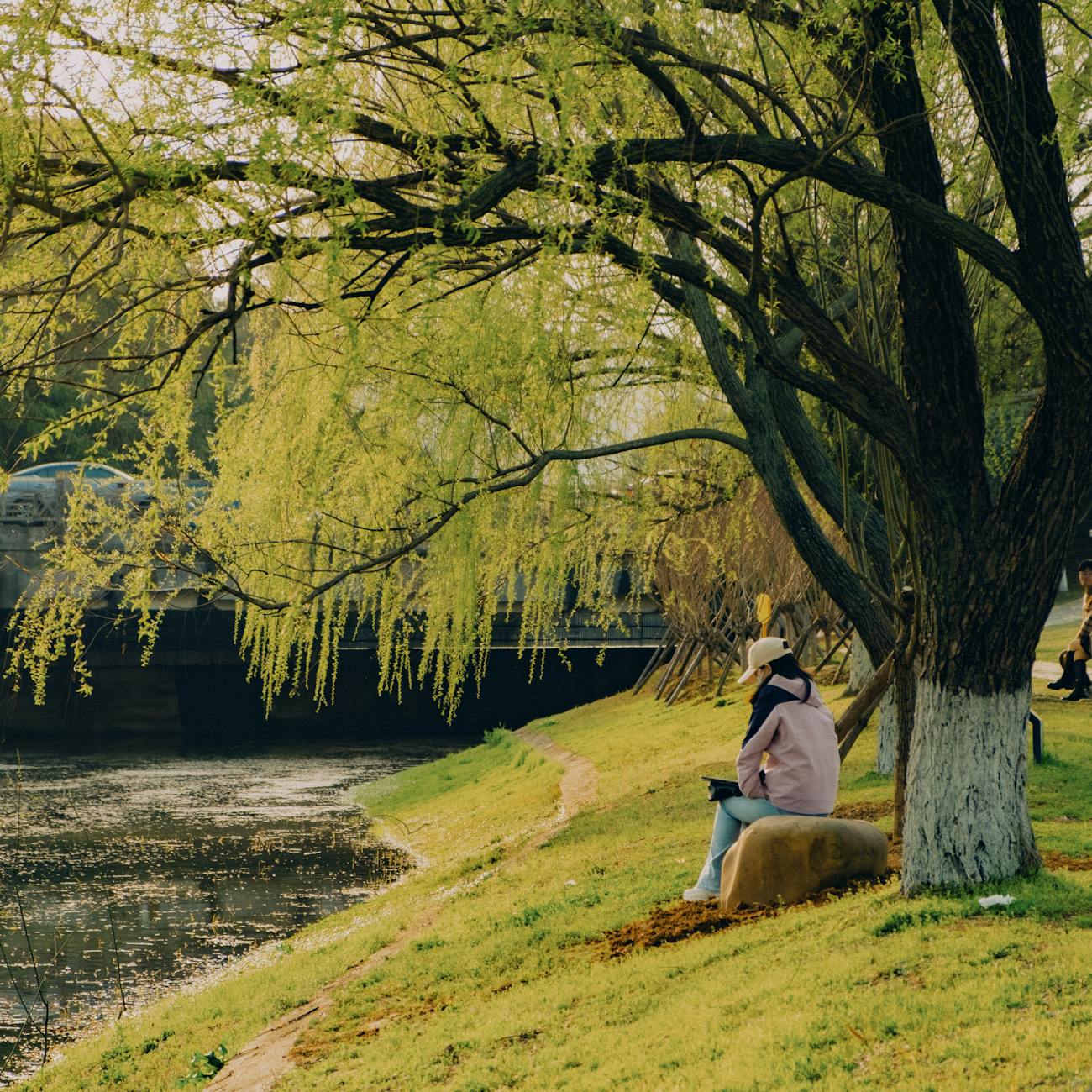 De wilg: een boom van grensgebieden