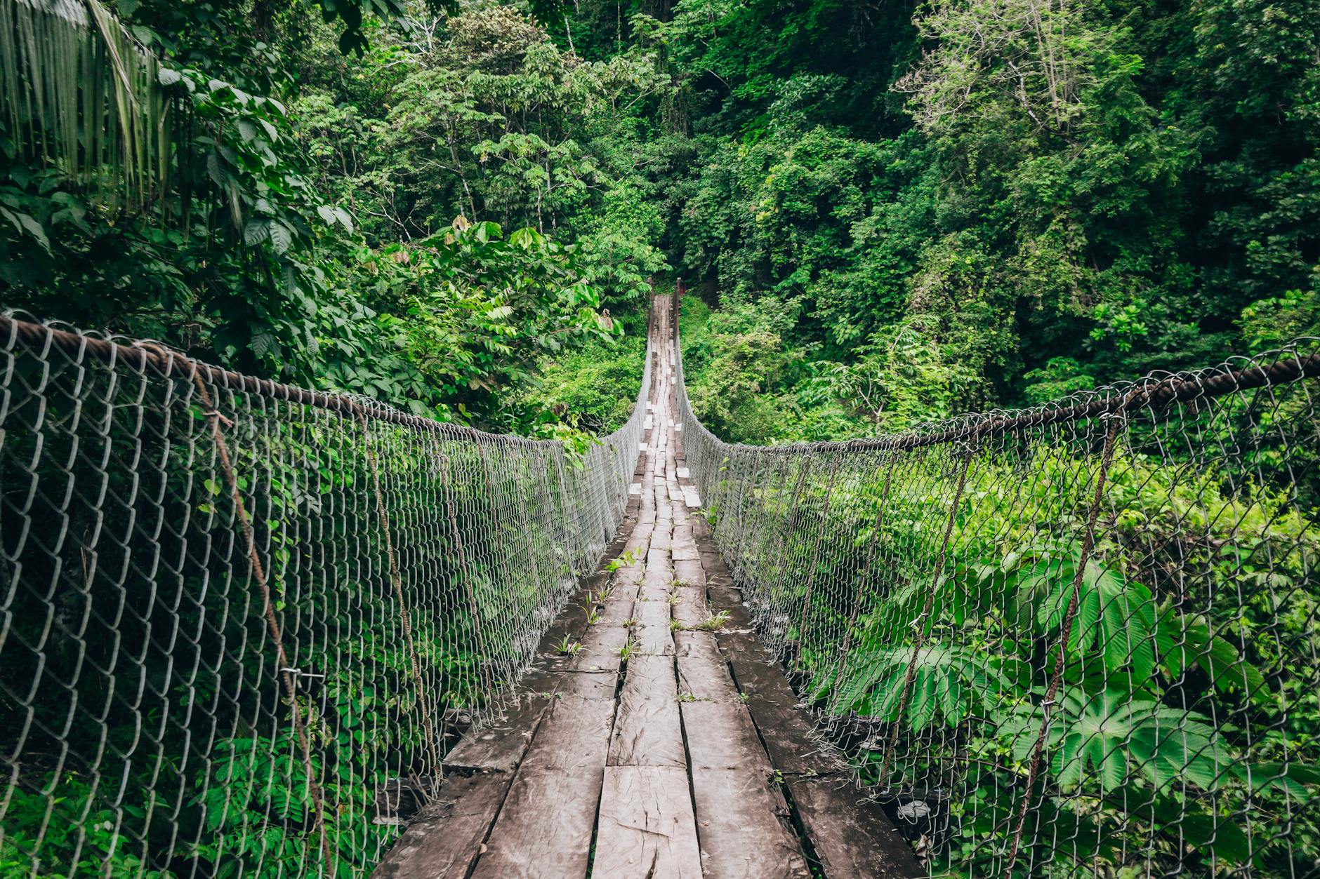 suspension bridge amidst lush green forest