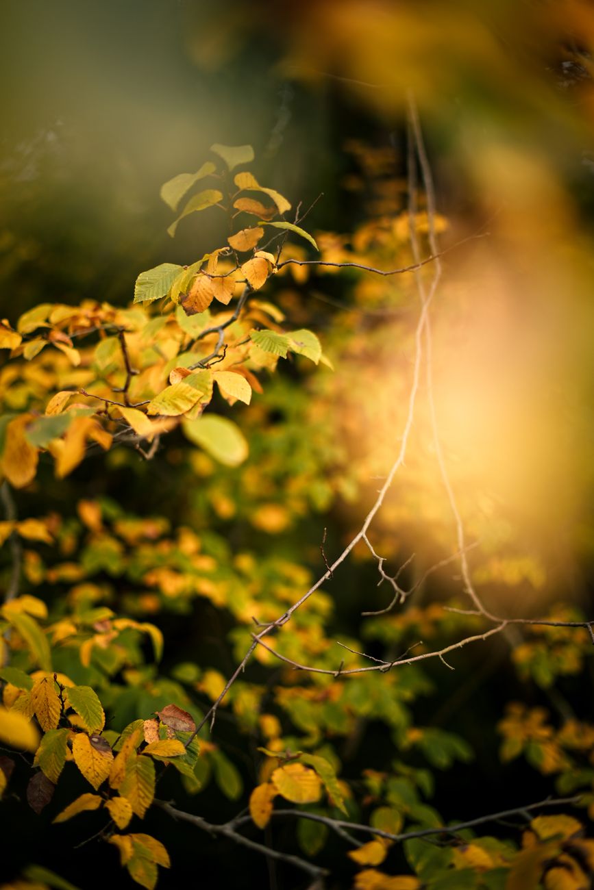 yellow leaves close up shot